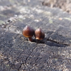 Mycena sp. (Mycena) at Paddys River, ACT - 19 Jun 2019 by Christine