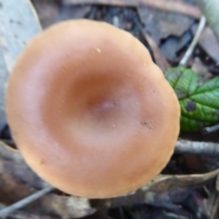 zz agaric (stem; gills white/cream) at Paddys River, ACT - 19 Jun 2019 by Christine