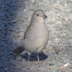 Colluricincla harmonica at Paddys River, ACT - 19 Jun 2019 12:20 PM