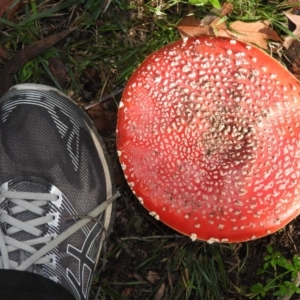 Amanita muscaria at Fadden, ACT - 12 Jun 2019