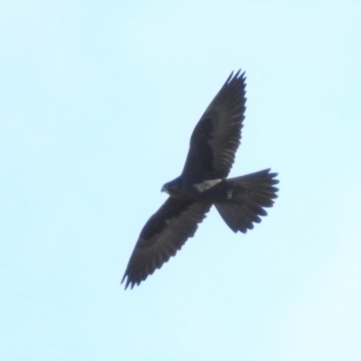 Falco subniger (Black Falcon) at Paddys River, ACT - 19 Jun 2019 by ArcherCallaway