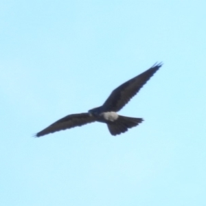 Falco subniger at Paddys River, ACT - 19 Jun 2019