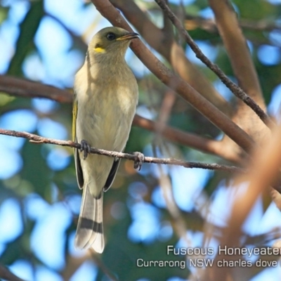 Ptilotula fusca (Fuscous Honeyeater) at Beecroft Peninsula, NSW - 13 Jun 2019 by CharlesDove