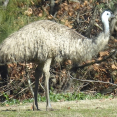 Dromaius novaehollandiae (Emu) at Paddys River, ACT - 19 Jun 2019 by Christine