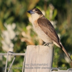 Cracticus torquatus (Grey Butcherbird) at Ulladulla - Warden Head Bushcare - 12 Jun 2019 by CharlesDove