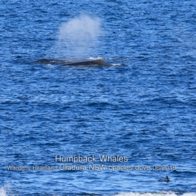 Megaptera novaeangliae (Humpback Whale) at Ulladulla, NSW - 11 Jun 2019 by Charles Dove