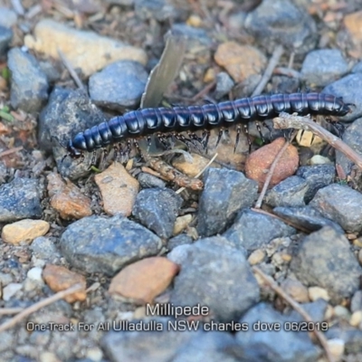 Unidentified Millipede (Diplopoda) at Ulladulla Reserves Bushcare - 11 Jun 2019 by CharlesDove