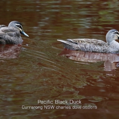 Anas superciliosa (Pacific Black Duck) at Currarong - Abrahams Bosom Beach - 13 Jun 2019 by CharlesDove