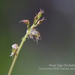 Acianthus fornicatus (Pixie-caps) at Beecroft Peninsula, NSW - 12 Jun 2019 by CharlesDove