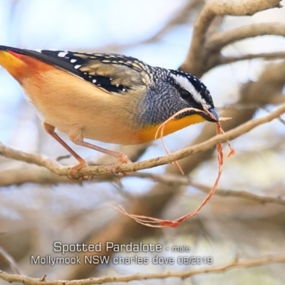 Pardalotus punctatus (Spotted Pardalote) at Mollymook Beach, NSW - 11 Jun 2019 by CharlesDove