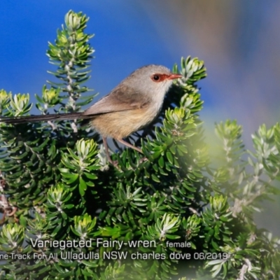 Malurus lamberti (Variegated Fairywren) at Ulladulla, NSW - 11 Jun 2019 by CharlesDove