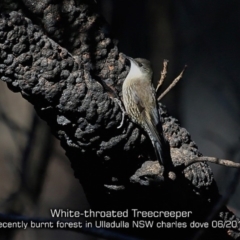 Cormobates leucophaea (White-throated Treecreeper) at Ulladulla, NSW - 14 Jun 2019 by CharlesDove