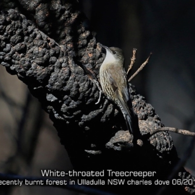 Cormobates leucophaea (White-throated Treecreeper) at Ulladulla, NSW - 14 Jun 2019 by CharlesDove