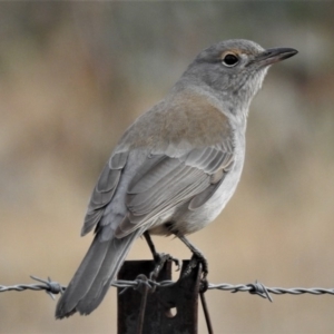 Colluricincla harmonica at Paddys River, ACT - 18 Jun 2019 11:08 AM