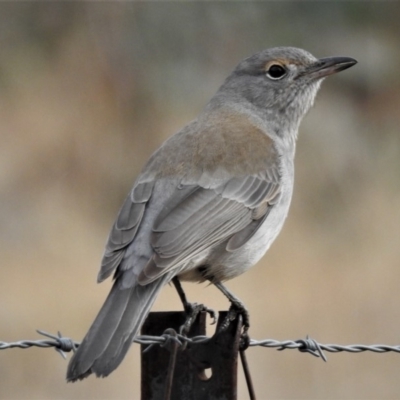 Colluricincla harmonica (Grey Shrikethrush) at Paddys River, ACT - 18 Jun 2019 by JohnBundock