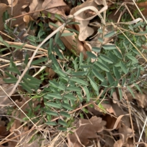 Vicia hirsuta at Reid, ACT - 18 Jun 2019 12:59 PM