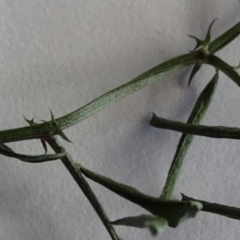 Vicia hirsuta at Reid, ACT - 18 Jun 2019