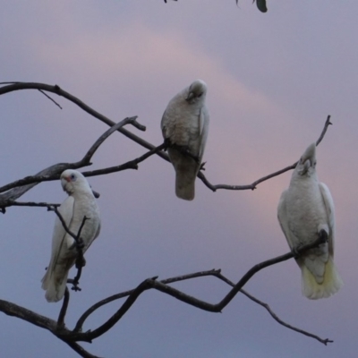 Cacatua sanguinea (Little Corella) at Federal Golf Course - 20 Jun 2019 by JackyF