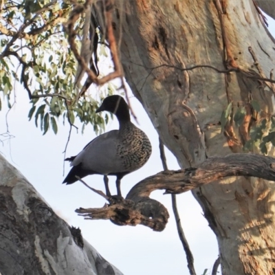 Chenonetta jubata (Australian Wood Duck) at Hughes, ACT - 20 Jun 2019 by JackyF