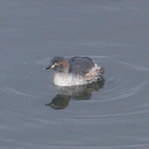 Tachybaptus novaehollandiae at Hughes, ACT - 20 Jun 2019