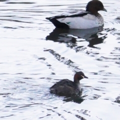 Tachybaptus novaehollandiae at Hughes, ACT - 20 Jun 2019