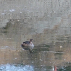 Tachybaptus novaehollandiae at Hughes, ACT - 20 Jun 2019