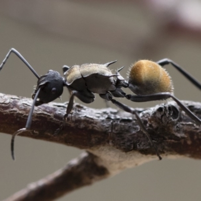 Polyrhachis ammon (Golden-spined Ant, Golden Ant) at Michelago, NSW - 2 Nov 2018 by Illilanga