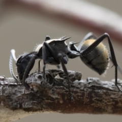 Polyrhachis ammon at Michelago, NSW - 2 Nov 2018 02:10 PM