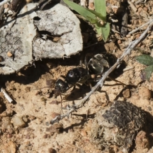 Iridomyrmex sp. (genus) at Michelago, NSW - 23 Dec 2018