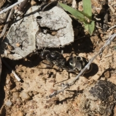 Iridomyrmex sp. (genus) at Michelago, NSW - 23 Dec 2018