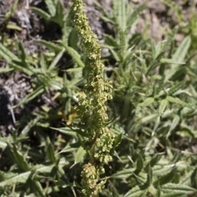 Rumex crispus (Curled Dock) at Michelago, NSW - 3 Dec 2018 by Illilanga