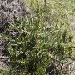 Rumex crispus at Michelago, NSW - 3 Dec 2018