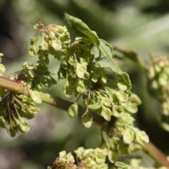 Rumex crispus at Michelago, NSW - 3 Dec 2018 12:55 PM