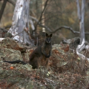 Wallabia bicolor at Majura, ACT - 20 Jun 2019