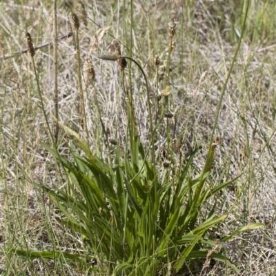 Plantago lanceolata (Ribwort Plantain, Lamb's Tongues) at Michelago, NSW - 24 Nov 2018 by Illilanga