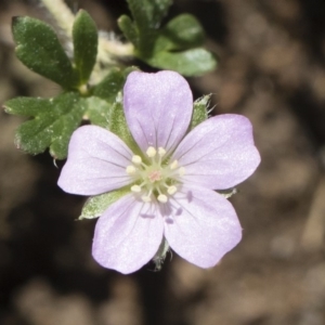 Geranium potentilloides at Michelago, NSW - 12 Jan 2019