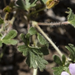 Geranium potentilloides at Michelago, NSW - 12 Jan 2019 09:33 AM