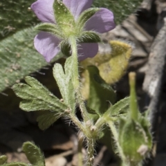 Geranium potentilloides at Michelago, NSW - 12 Jan 2019