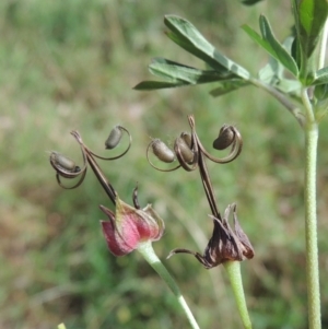 Geranium sp. Pleated sepals (D.E.Albrecht 4707) Vic. Herbarium at Conder, ACT - 18 Feb 2019