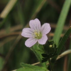 Geranium sp. Pleated sepals (D.E.Albrecht 4707) Vic. Herbarium at Conder, ACT - 18 Feb 2019 12:00 AM