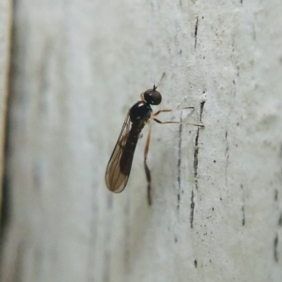 Ocydromiinae sp. (subfamily) at Ngunnawal, ACT - 16 Jun 2019 by Angus44