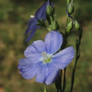 Linum marginale at Conder, ACT - 24 Oct 2014 10:28 AM