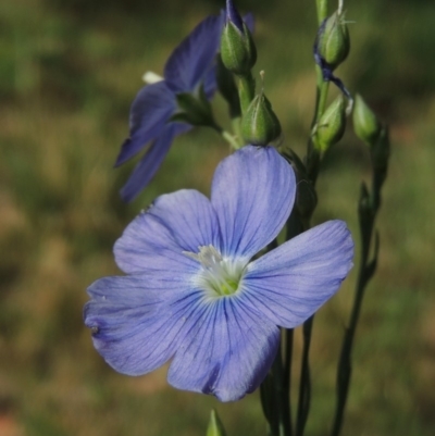 Linum marginale (Native Flax) at Conder, ACT - 24 Oct 2014 by MichaelBedingfield