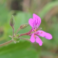 Pelargonium rodneyanum (Magenta Stork's Bill) at Conder, ACT - 5 Dec 2018 by michaelb