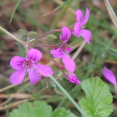 Pelargonium rodneyanum at Conder, ACT - 6 Dec 2018 10:05 AM