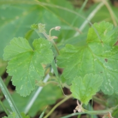 Pelargonium rodneyanum at Conder, ACT - 6 Dec 2018 10:05 AM