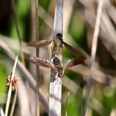 Comptosia sp. (genus) (Unidentified Comptosia bee fly) at Bermagui, NSW - 16 Apr 2019 by RossMannell