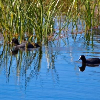 Fulica atra (Eurasian Coot) at Bermagui, NSW - 16 Apr 2019 by RossMannell