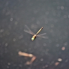 Hemicordulia australiae (Australian Emerald) at Bermagui, NSW - 16 Apr 2019 by RossMannell