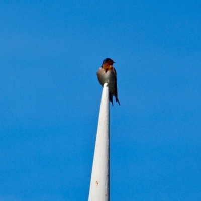 Hirundo neoxena (Welcome Swallow) at Bermagui, NSW - 16 Apr 2019 by RossMannell